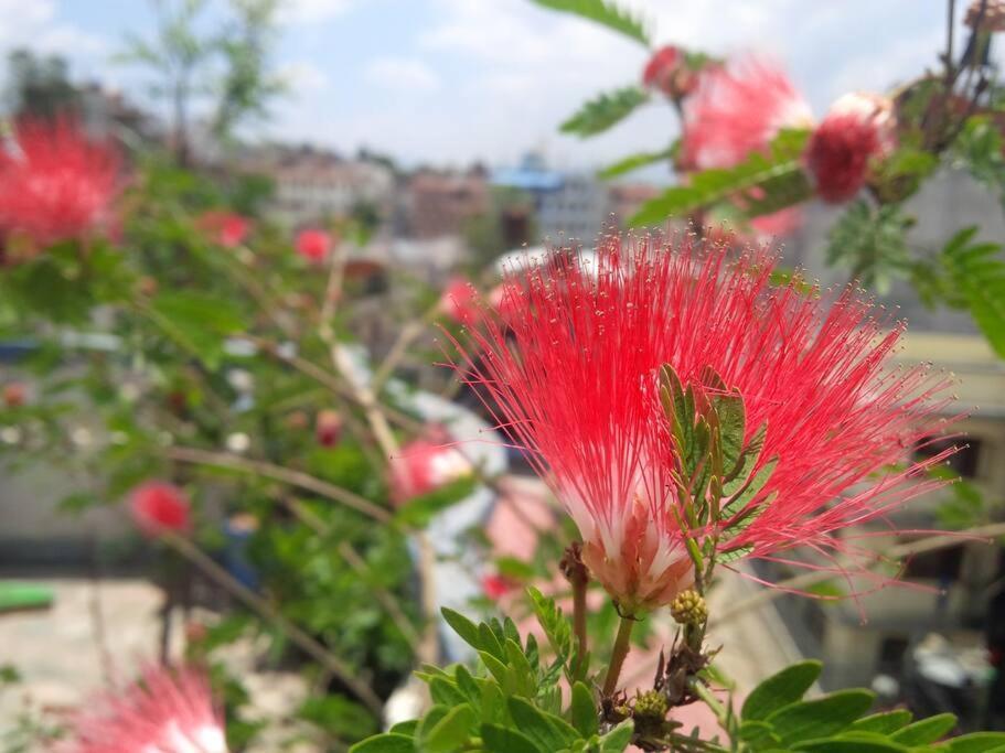 Ananda Tree House Eco Homestay Katmandu Zewnętrze zdjęcie
